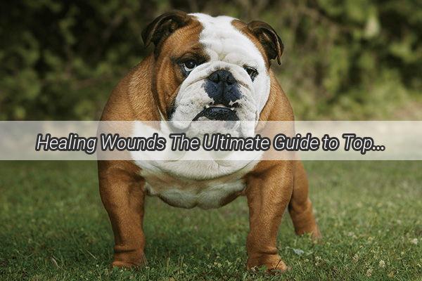 Healing Wounds The Ultimate Guide to Topical Remedies for Dog Bruises